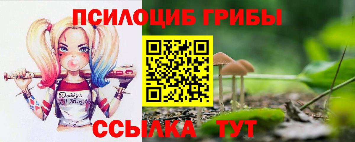 Карачаевск  Псилоцибиновые грибы Psilocybe  Вход с VPN 